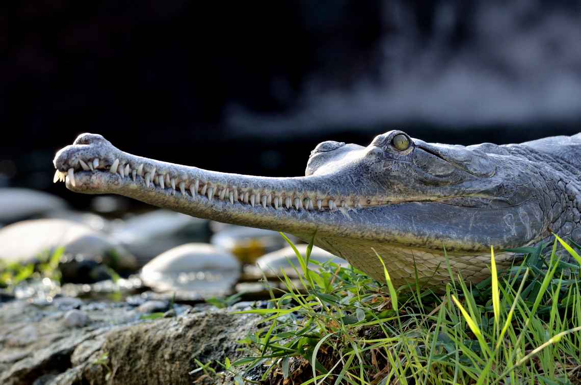 Ferme aux Crocodiles - Réserve Tropicale